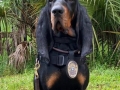 copdog2